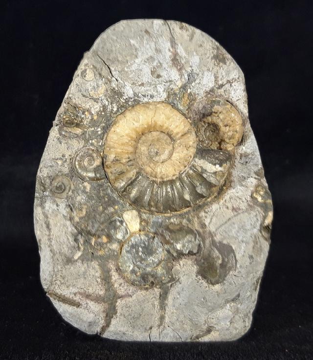 Asteroceras confusum SPATH 1925 - Bild © FossNet FossilienStore